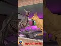 NEW COMPARISON KIND ANIMALS VS ZOOCHOSIS REALISTIC MONSTERS - TALLGRASS in Gmod ! #zoochosis #shorts