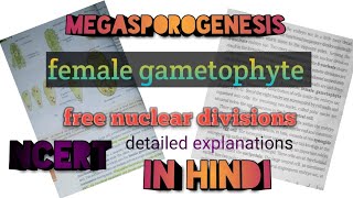 Megasporogenesis, female gametophyte, free nuclear divisions