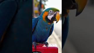 AI generated parrot#ai