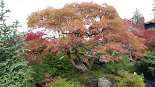 Japanese maples \u0026 dwarf conifers for your garden - Amazing Maples