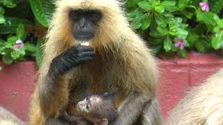 Newborn Baby Langur Monkey With Troop