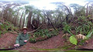 Redwoods in 360: Unhealthy Creeks