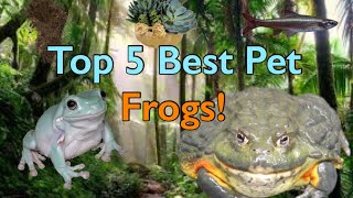 Top 5 Best Pet Frogs!