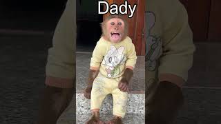 cutis cried for dad #cutis #babymonkey #babymonkeycutis #monkey