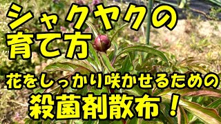 シャクヤクの育て方　しっかり花を咲かせるための殺菌剤散布