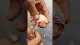 Saving life of baby chick - HELPING HATCHING CHICK 🐣🐥🐣#viral #shorts