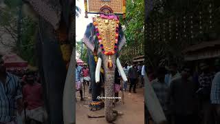 ഗുരുവായൂർ ദാമോദർദാസ് || കാവിലക്കാട് പൂരം 2025 || #elephant #pooram #kerala #shorts #viral #2025