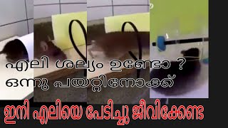 എലി ശല്യം ഇനി ഉണ്ടാവില്ല. എലിയെ പിടിക്കാൻ എളുപ്പവഴികൾ.. rat trapping चूहा ,فأر எலி