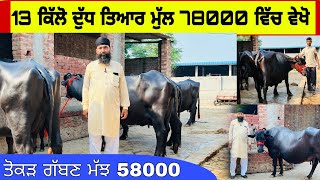 13 ਕਿੱਲੋ ਦੁੱਧ ਤਿਆਰ ਮੁੱਲ 78000 ਵਿੱਚ ਵੇਖੋ ।ਤੋਕੜ ਗੱਬਣ ਮੱਝ 58000 ਵਿੱਚ। ਪਿੰਡ ਧਿਗਾਣਾ। ਪੱਟੀ