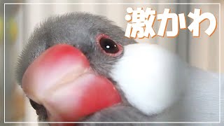 スヤスヤお目々にまんまるお目々、どっちも可愛い文鳥よもぎ　癒し動物　面白い動物