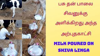 பசு தன் பாலை சிவனுக்கு அளிக்கிறது அந்த அற்புதகாட்சி//MILK POURED ON SHIVA LINGA.