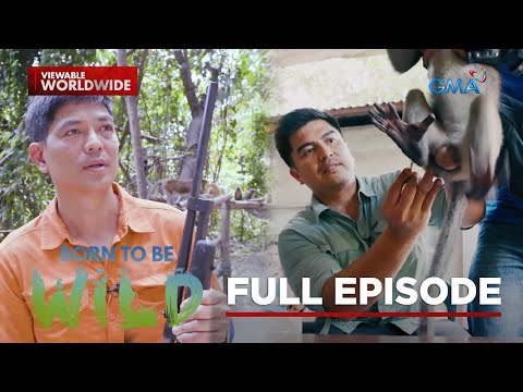 Tales of monkeys and insects in the Philippines (Full Episode) Born to be Wild