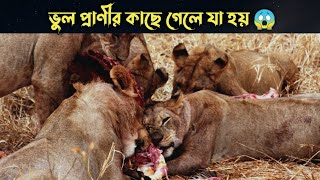 ভুল প্রাণীর কাছে গেলে যা হয় ! Animals Moments, Caught On Camera