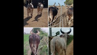 ox lover | ૪ જોડી બળદ | ox | ox video | balad video | ox gujarat