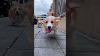 哇塞！开心到飞起来的小柯基！ #狗狗 #萌宠 #funny #pets