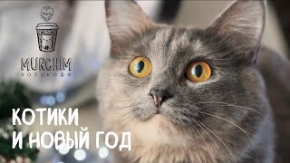 Коты и Новый год | Как обезопасить вашего питомца в новогодние праздники