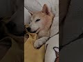 好想再抱著芒果妹妹一起睡覺覺🥹 dog 柴犬 cute pets animals shortvideo doglover shiba shorts short 狗狗 可愛い