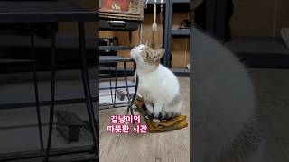 한파에 잠시 몸을 녹이고있는 길냥이. #고양이 #길고양이 ##길냥이 #개냥이