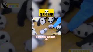 来自中国的可爱熊猫， Cute panda from China