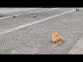 cats aiming at pigeons after meal