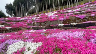 2022/04/12　満開です！　中津の芝桜　〜愛媛県久万高原町〜