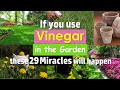 If You Use Vinegar in the Garden These 29 Miracles Will Happen (Updated)