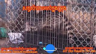 សត្វ​សំពោច​រស់ក្នុងទ្រុង