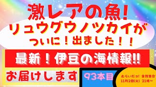 93本目  激レアな魚！リュウグウノツカイが西伊豆の黄金崎で泳いでいました！その他の最新伊豆情報をお伝えしまーす！むらいだョ！全員集合