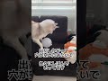 風船大好き！ハスキー寧々さん！！ short 多頭飼い 犬好き ワンコ ハスキー犬 いぬ かわいい 大型犬 癒し husky　＃100均おもちゃ