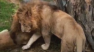 Kaskaz Male Lions Dangerously close to Orkirikoi Male Lion  | Rangers on Site | 19 November 2024