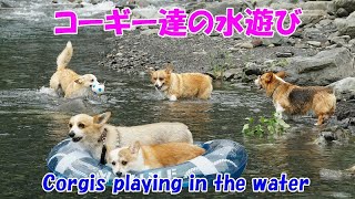 コーギーのゆき＆ゆめ　お友達と川遊び　Corgis playing in the water.