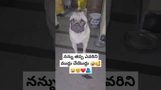 నన్ను తప్ప ఎవరిని ముద్దు చేయొద్దు 🤣🥰😂🥹❤️🫂 #pug #dogs #doglover #telugu #cutepets #petlover #puppys