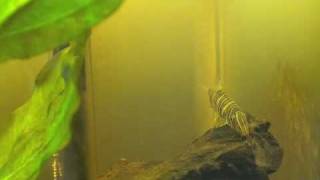 tiger loach