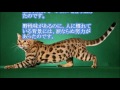 【衝撃】世界一値段の高い猫　ランキング　top5