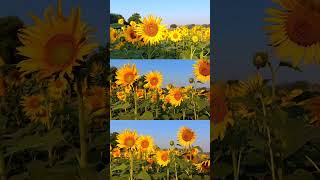 sunflower status|Flowers status|Flower lover's|New status|Status video|Nature status #viral #nature