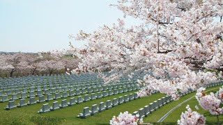 石狩市＠厚田紀行 桜2020戸田記念墓地公園