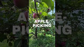 Apple-picking season in Maine