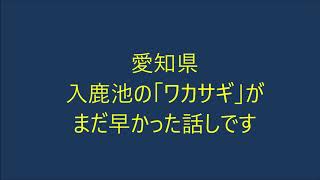 愛知県犬山市「入鹿池」のワカサギが早かったという話です