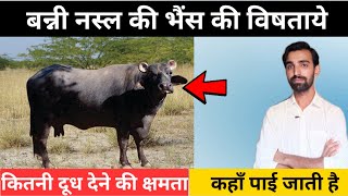 बन्नी भैंस की पहचान 🐃 Banni bhains ki pahchan kaise karen बन्नी भैंस गुजरात Banni buffalo in gujarat