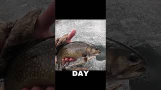 Ice Fishing Brook Trout!! (Underwater View) #bassntrout #brooktrout #troutfishingtip #underwaterview