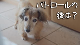 【17歳と15歳老犬カニンヘンダックスVlog】17歳、パトロールの後の楽しみはこれだね。よかったねソラ。