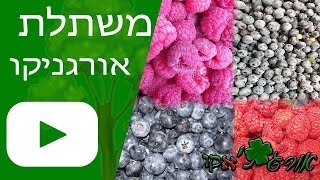 משתלת אורגניקו - קצת על המשתלה