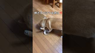 弟に顔噛まれちゃう🫨イモ大好きな優しい兄柴犬　#柴犬　#犬　#かわいい #子犬　#shorts