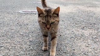 猫島の野良猫、人を見るととりあえず寄ってきます。