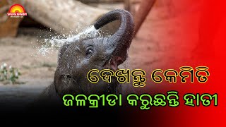 ଅତ୍ୟଧିକ ଗରମ ପଡିଲେ ହାତୀ ମସ୍ତ ହୁଅନ୍ତି ଆଉ ପୋଖରୀକୁ ଆସି ଜଳକ୍ରୀଡା କରନ୍ତି