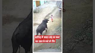 Stray bull wreaks havoc in Aligarh, tramples innocent child, seriously injured