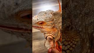 Iguana Shed Removal SUPER SATISFYING! | @ChuckNorrizBeardedDragons #stayrad #reptiles #shorts