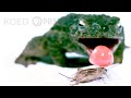 What Makes This Frog's Tongue So Fast AND Sticky? | Deep Look