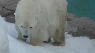 雪山の宝探し💗ホッキョクグマ・ミユキのお食事タイム【王子動物園】