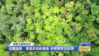 [中国三农报道]跟着大象看生态 云南龙陵：曾是恐龙的美食 桫椤群弥足珍贵|农业致富经 Agriculture And Farming